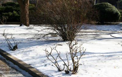 Rose & Bridal Veil Bushes