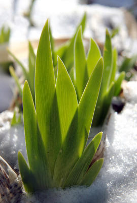 New Iris Foliage in the Snow