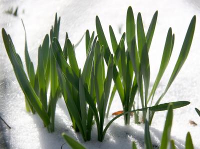 New Daffodil Foliage in the Snow