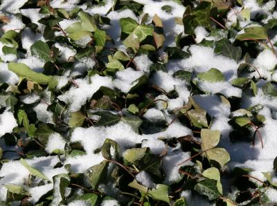 Ivy in the Snow
