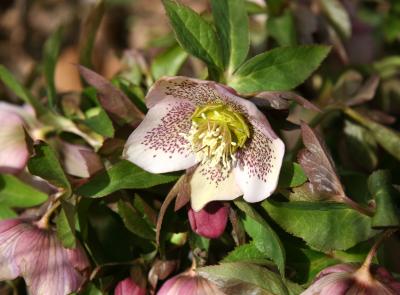 Helleborus or Lenten Rose