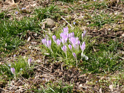 Crocus