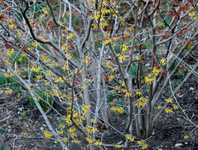 Witch Hazel