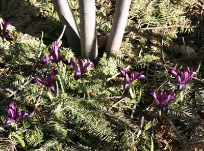 Miniature Iris Garden