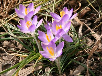 Crocus