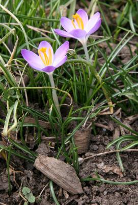 Crocus