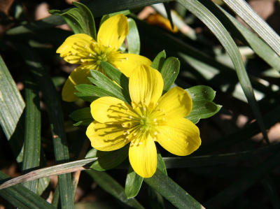 Eranthis