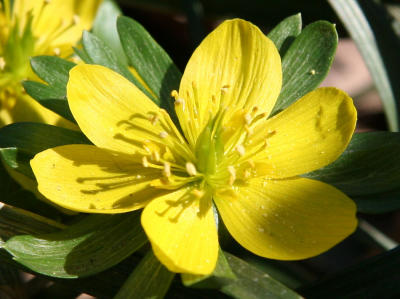 Eranthis