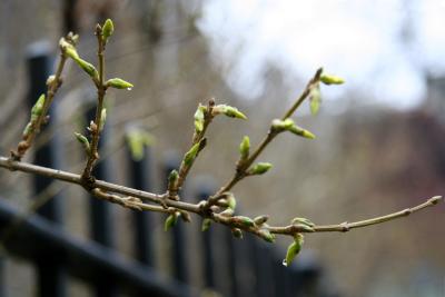 Forsythia Buds