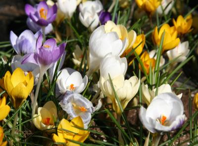 Crocuses - Flower Market