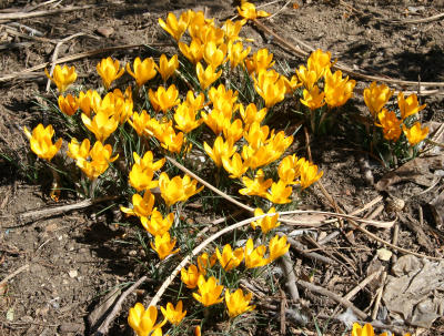 Crocuses