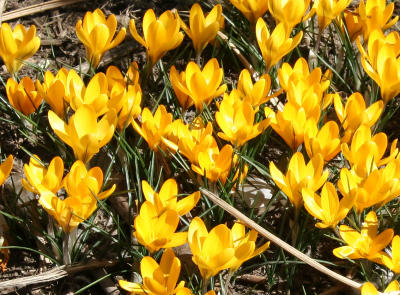 Crocuses