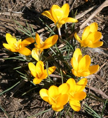 Crocuses