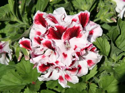 Geranium - Flower Market