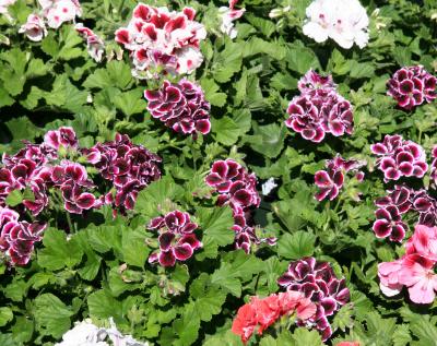 Geraniums  - Flower Market