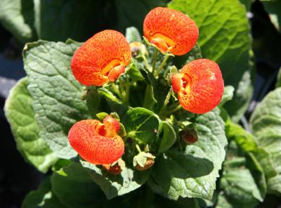 Calceolaria or Pocket/Slipper Flower - Flower Market