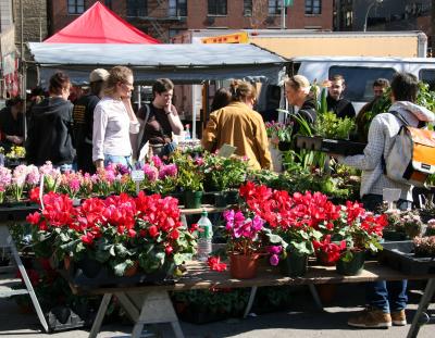 Cyclamen & Hyacinths - Flower Market