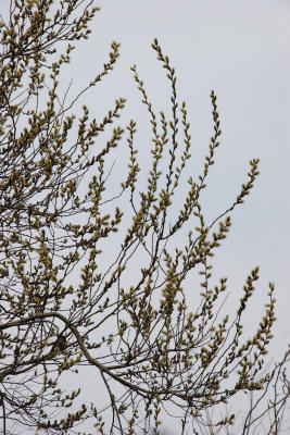 Pussy Willow Tree Branches