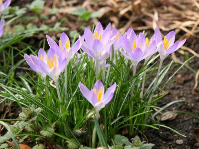 Crocus