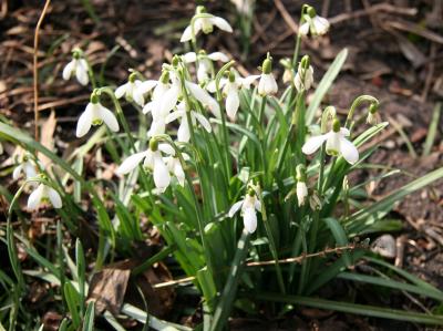 Snowdrops