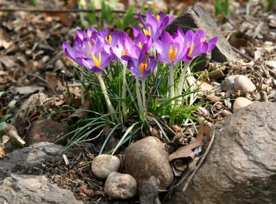 Crocus