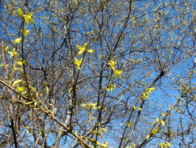 Forsythia Thicket & Pussy Willow Tree