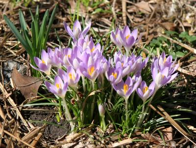 Crocuses