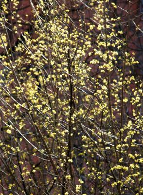 Dogwood Cornus Mas