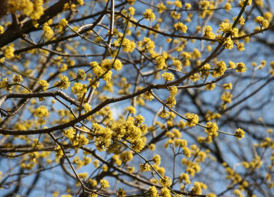 Dogwood Cornus Mas