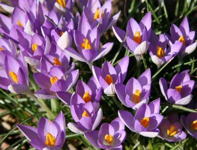 Crocuses