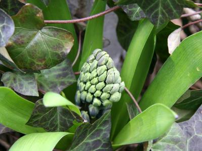 Hyacinth Bud in an Ivy Bed