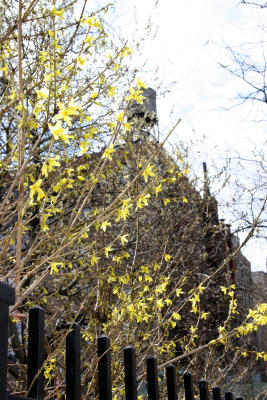 Forsythia & Pussy Willow Tree