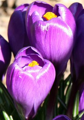 Crocuses