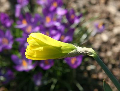 Daffodil Bud