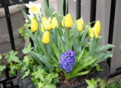 Yellow Tulips, Blue Hyacinths & Ivy