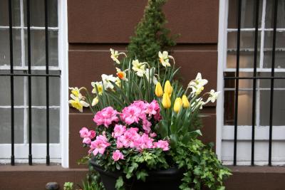 Daffodils, Tulips & Azaleas