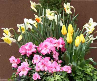 Daffodils, Tulips & Azaleas
