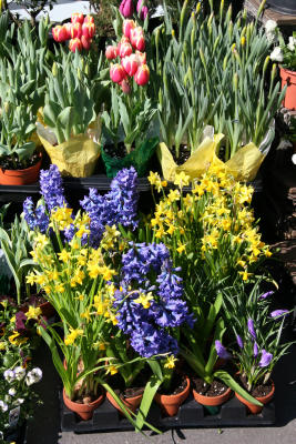Tulips, Daffodils & Hyacinth for Sale