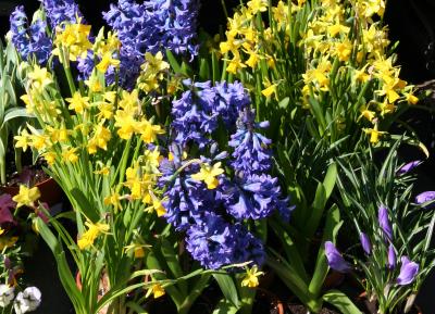 Daffodils & Hyacinths for Sale