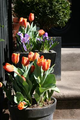 Tulips on a Stoop