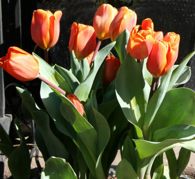 Tulips on a Stoop