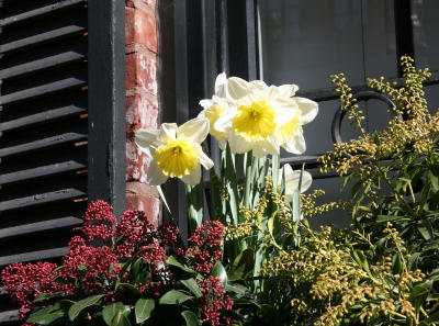 Daffodils & Skimmia Flower Box
