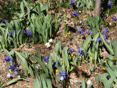 Miniature Iris & Crocus Garden