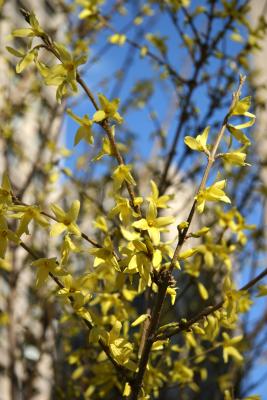 Forsythia