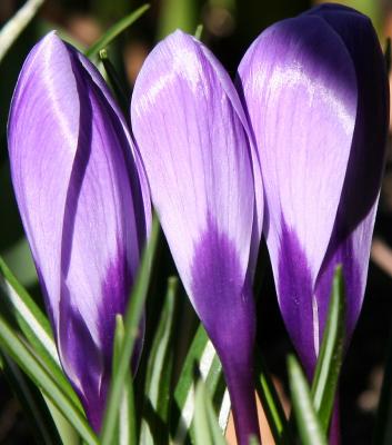 Crocus