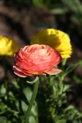 Ranunculus