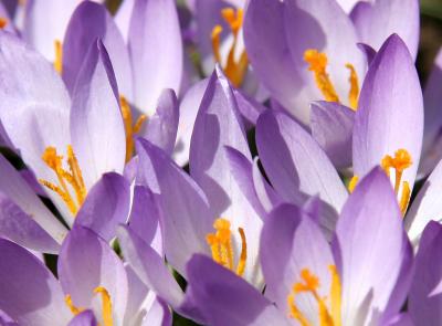 Crocuses