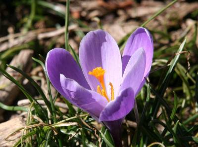 Crocus