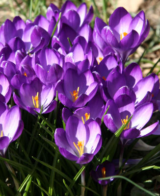 Crocuses