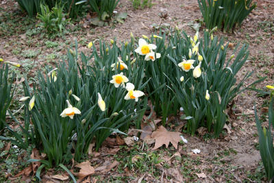 Daffodils